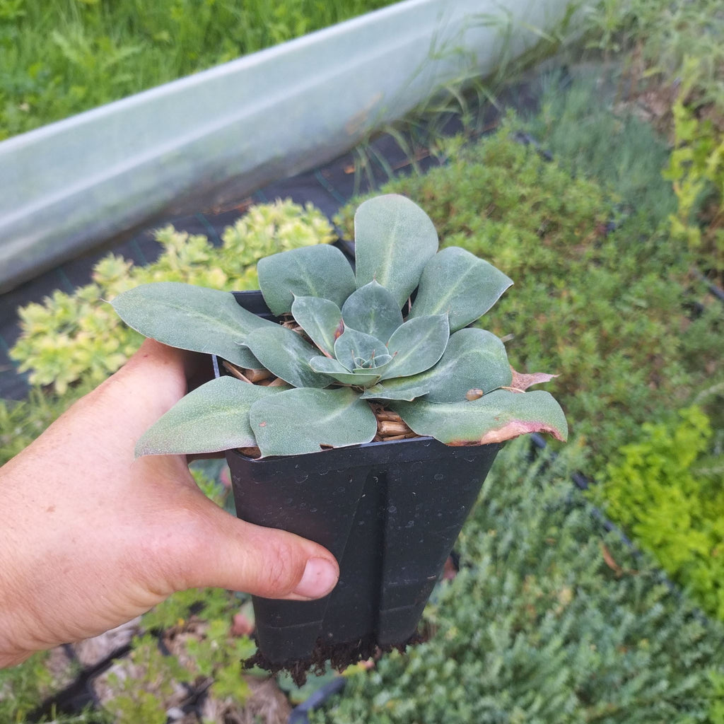 Goniolimon speciosum BIO