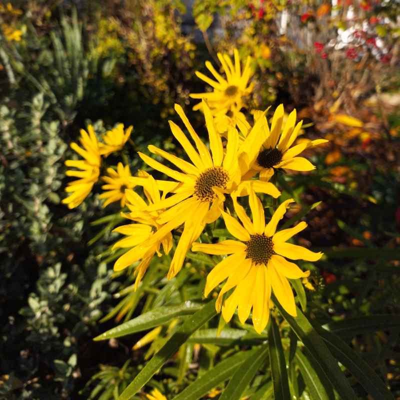 Helianthus salicifolius 'Cosmic Whisper' BIO