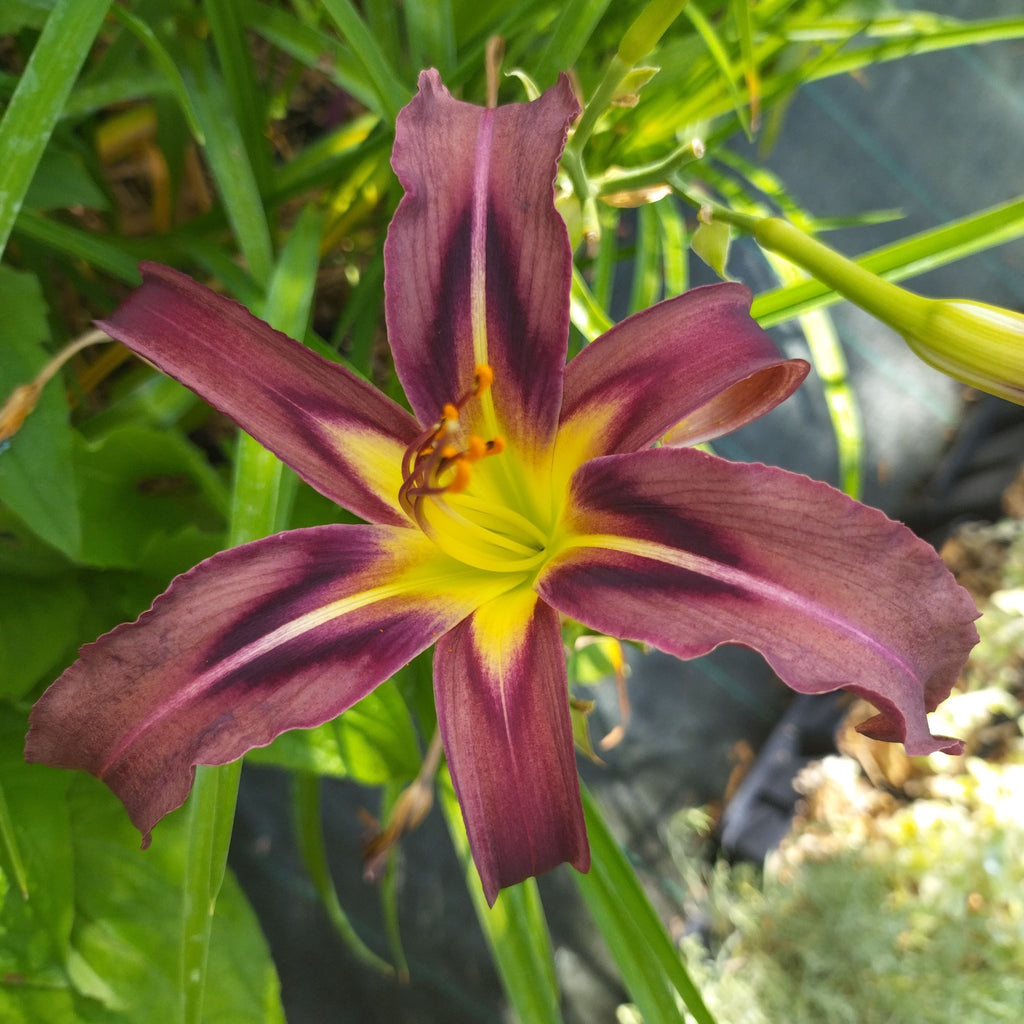 Hemerocallis 'Black Arrowhead' BIO