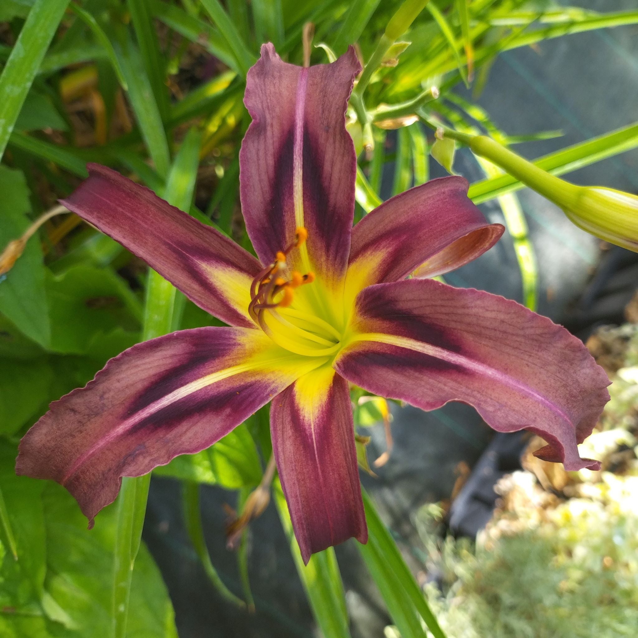 Hemerocallis 'Black Arrowhead' BIO