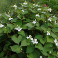 Houttuynia cordata - Poivre de Chine BIO