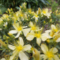 Hypericum olympicum 'Citrinum' BIO