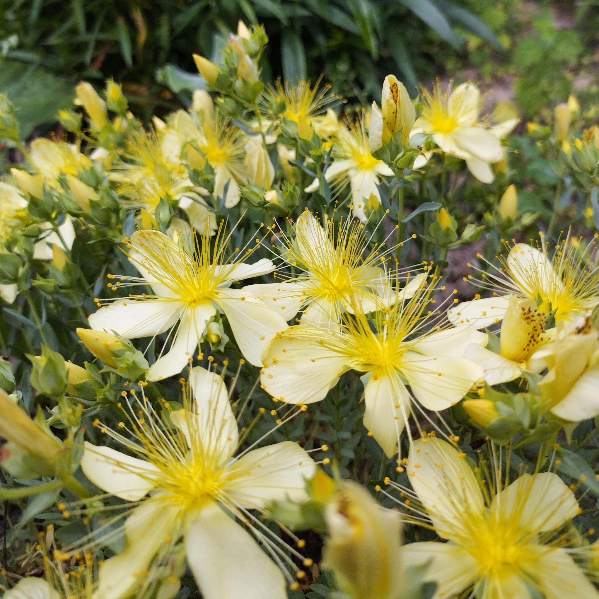 Hypericum olympicum 'Citrinum' BIO