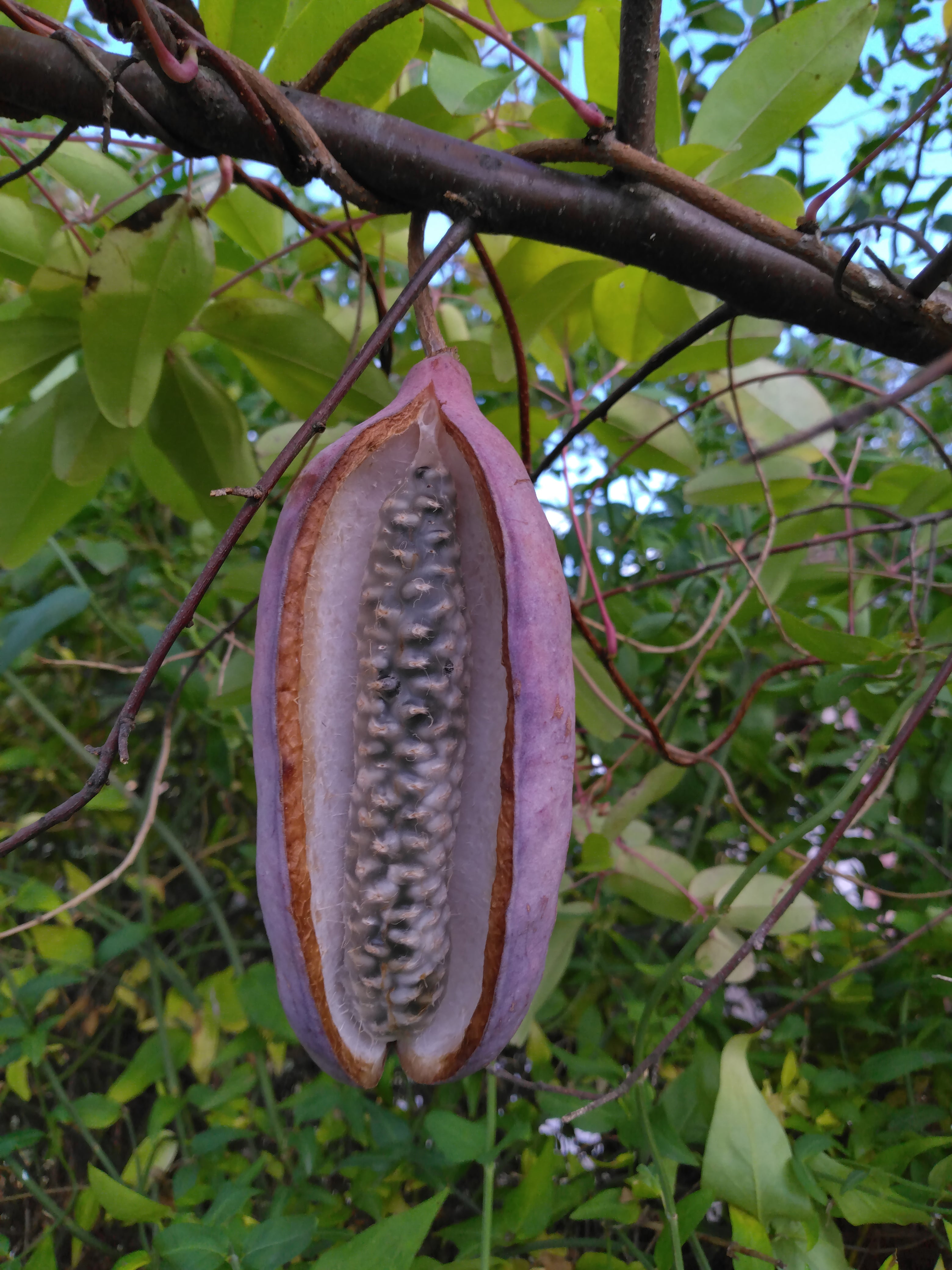 Akebia quinata BIO