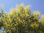 Koelreuteria paniculata BIO