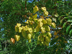 Koelreuteria paniculata BIO