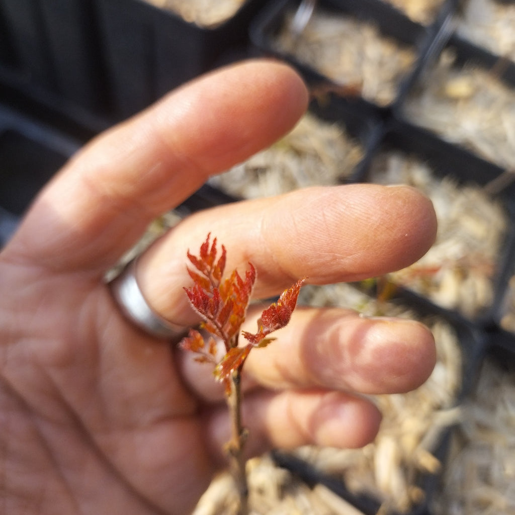 Koelreuteria paniculata BIO