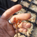 Koelreuteria paniculata BIO