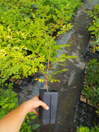 Koelreuteria paniculata BIO