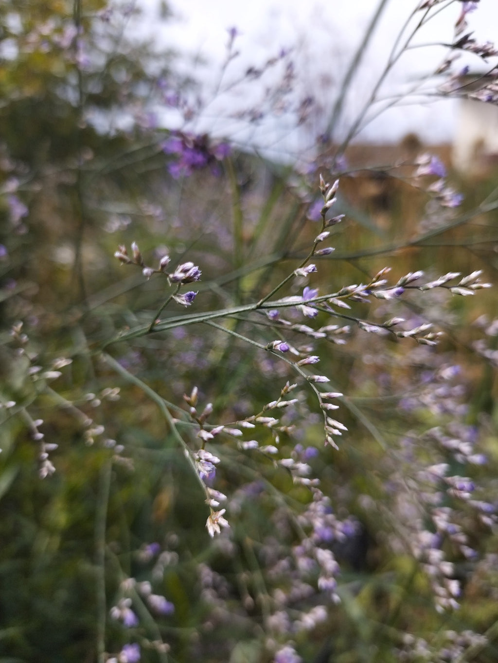 Limonium latifolium BIO