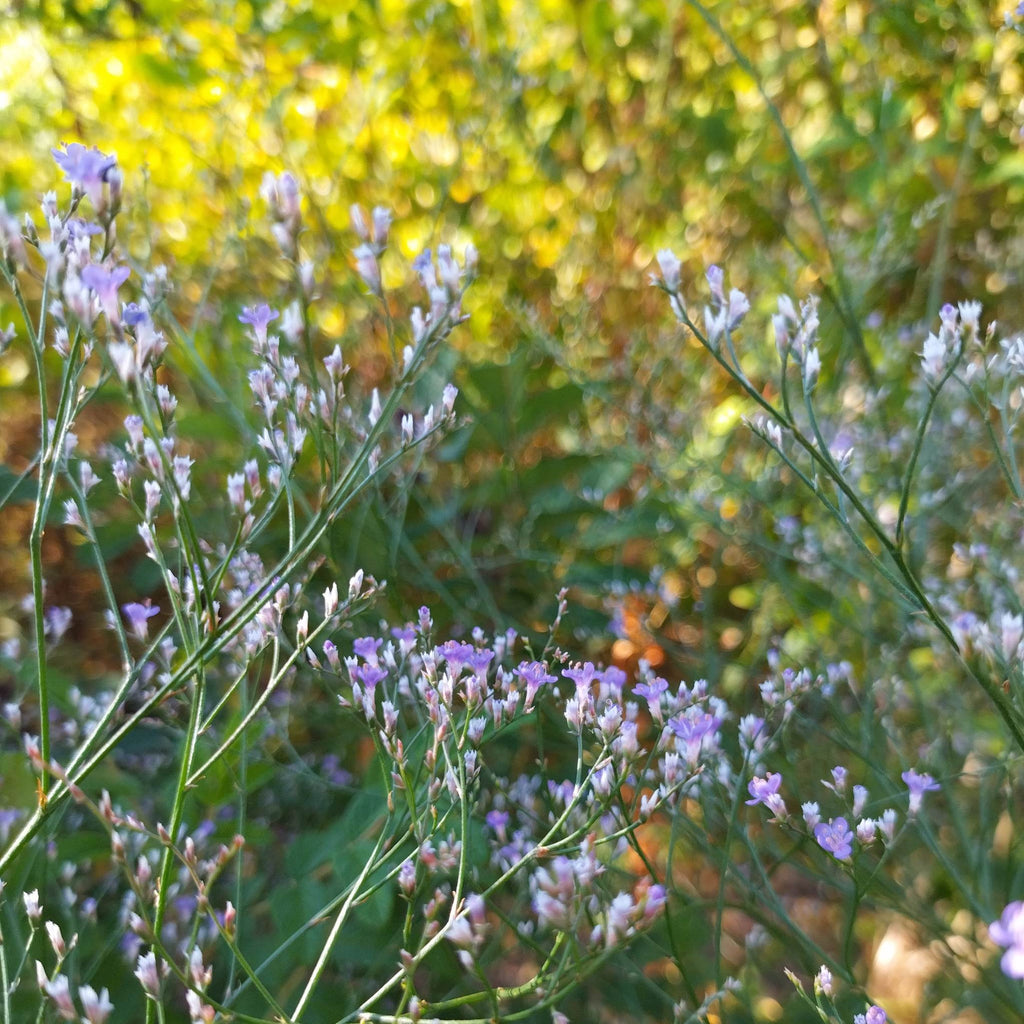 Limonium latifolium BIO
