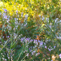 Limonium latifolium BIO