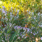 Limonium latifolium BIO