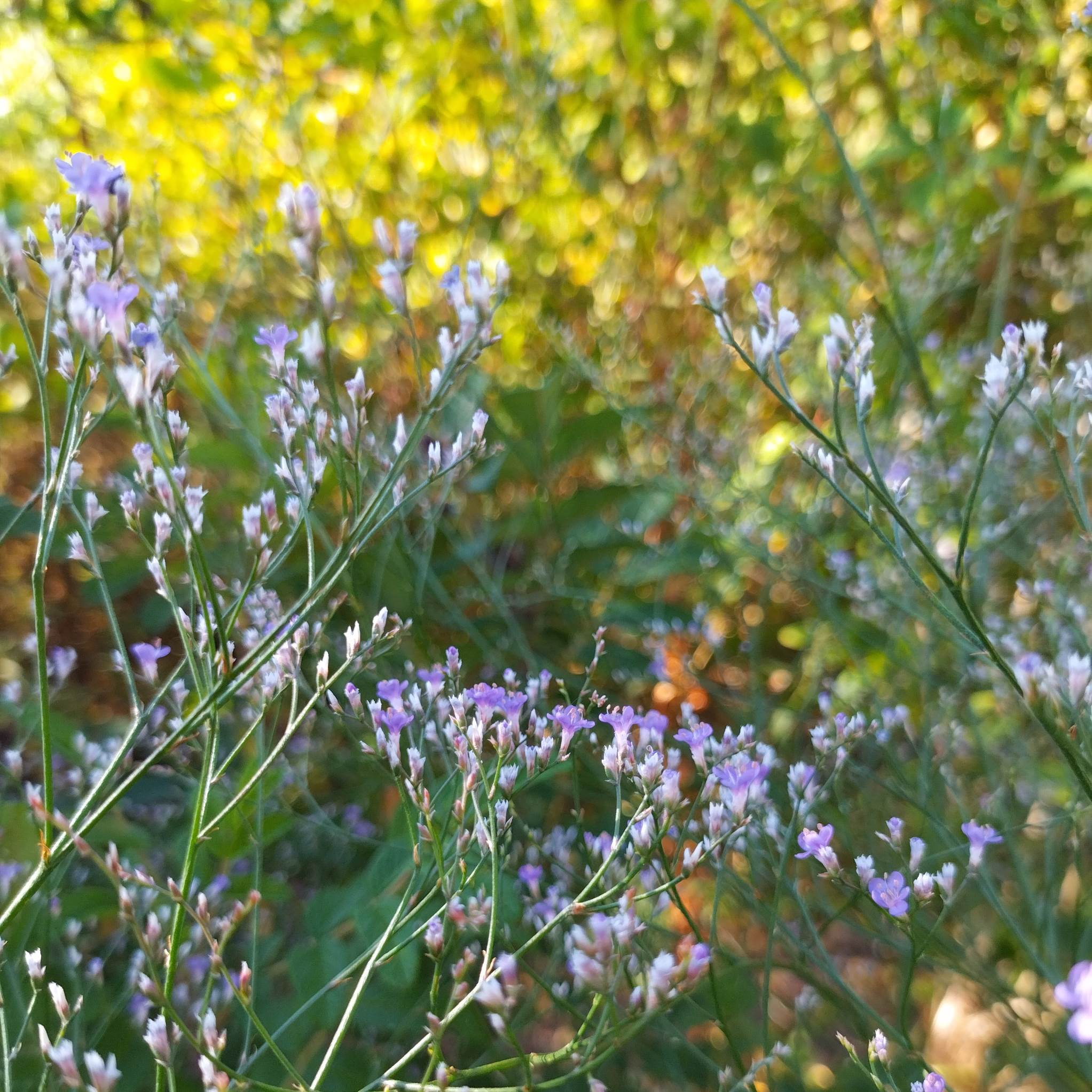Limonium latifolium BIO