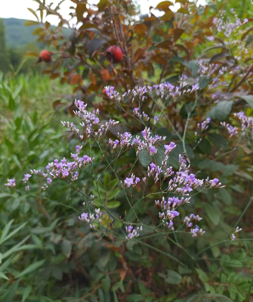 Limonium latifolium BIO