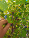 Lonicera caerulea 'Duet' - Baie de Mai BIO