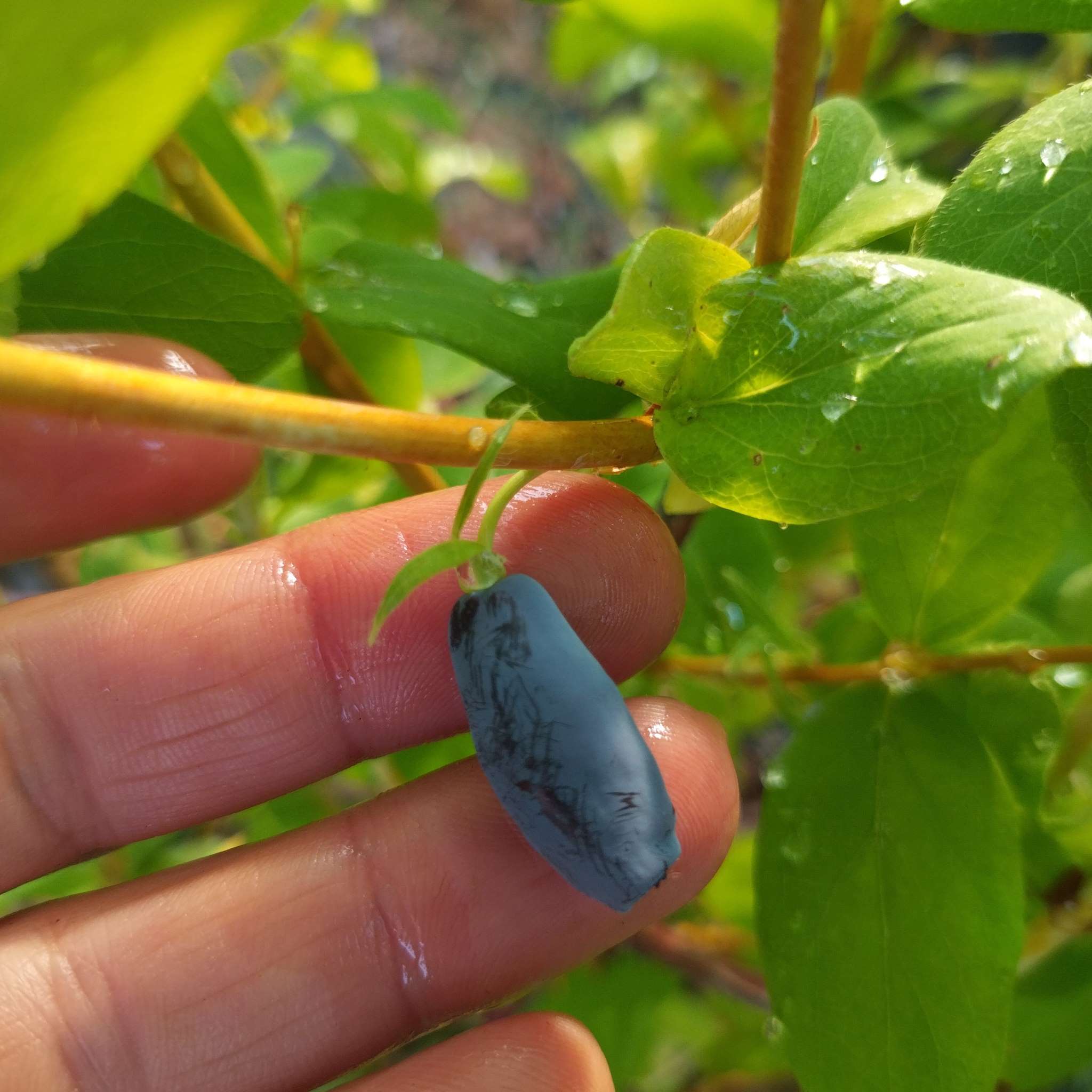 Lonicera caerulea 'Duet' - Baie de Mai BIO