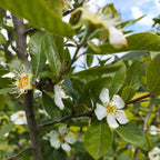 Mespilus germanica - Néflier commun BIO