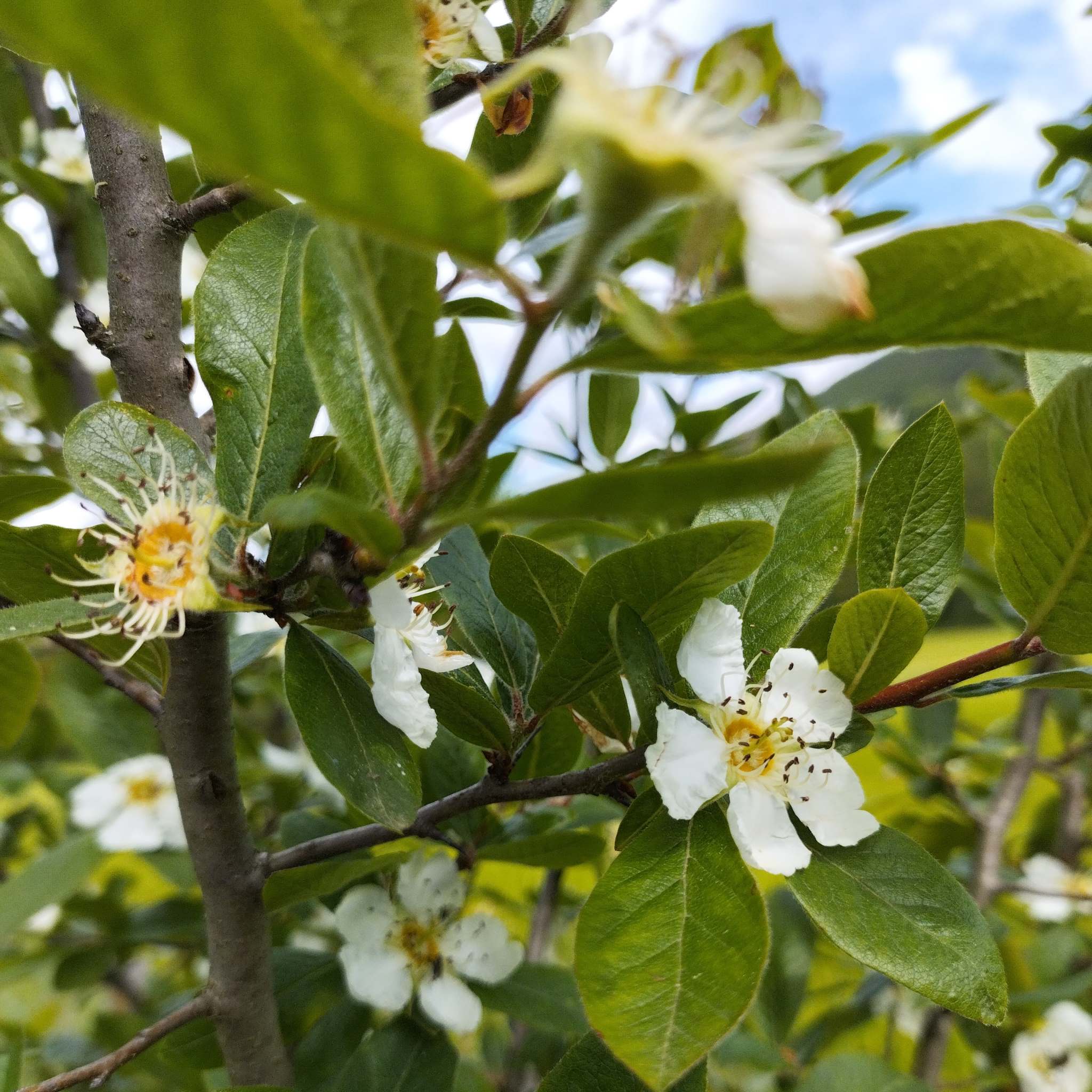 Mespilus germanica - Néflier commun BIO