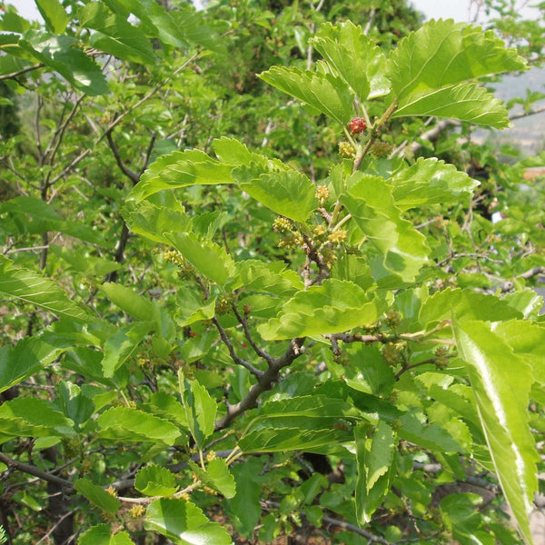 Morus alba