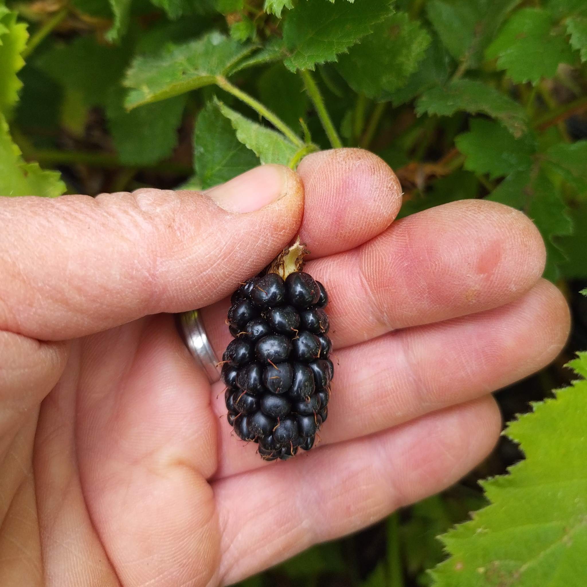 Mûre 'Asterina' BIO