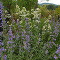 Nepeta x faassenii 'Six Hills Giant' BIO