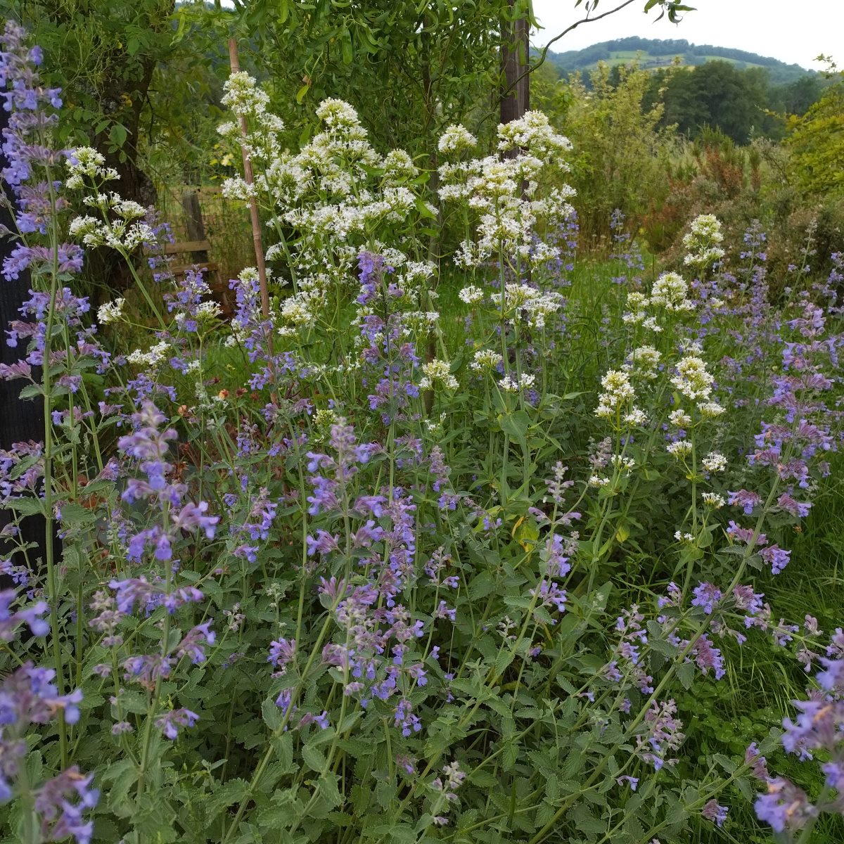 Nepeta x faassenii 'Six Hills Giant' BIO