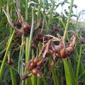 Allium cepa f.proliferum - Oignon rocambole BIO