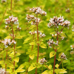 Origanum vulgare 'Auréum' BIO