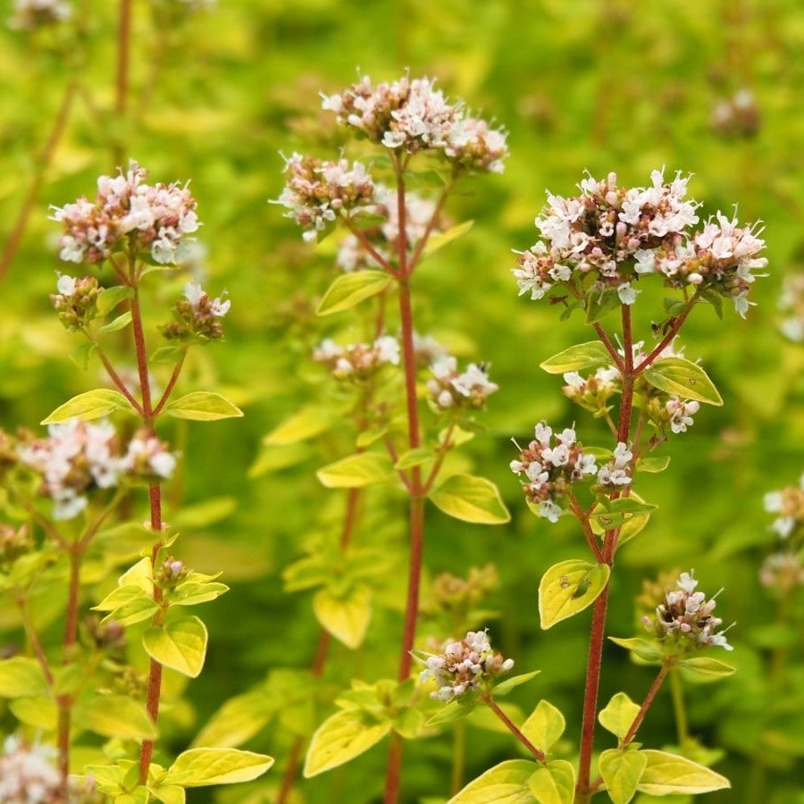 Origanum vulgare 'Auréum' BIO