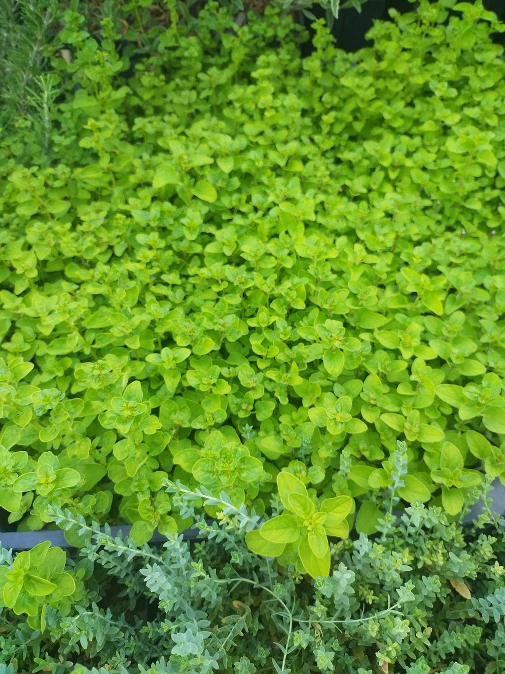 Origanum vulgare 'Auréum' BIO