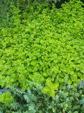 Origanum vulgare 'Auréum' BIO