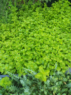 Origanum vulgare 'Auréum' BIO
