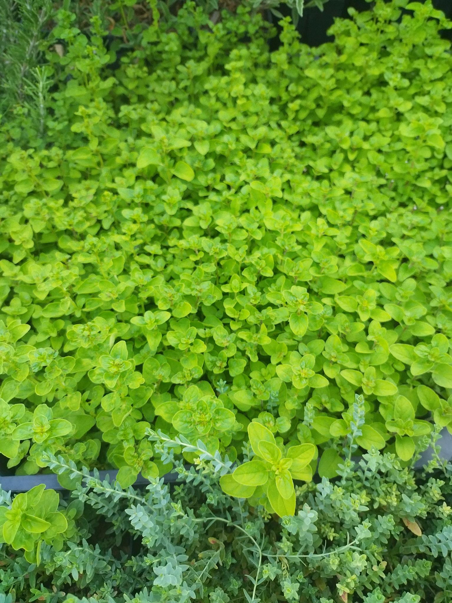 Origanum vulgare 'Auréum' BIO