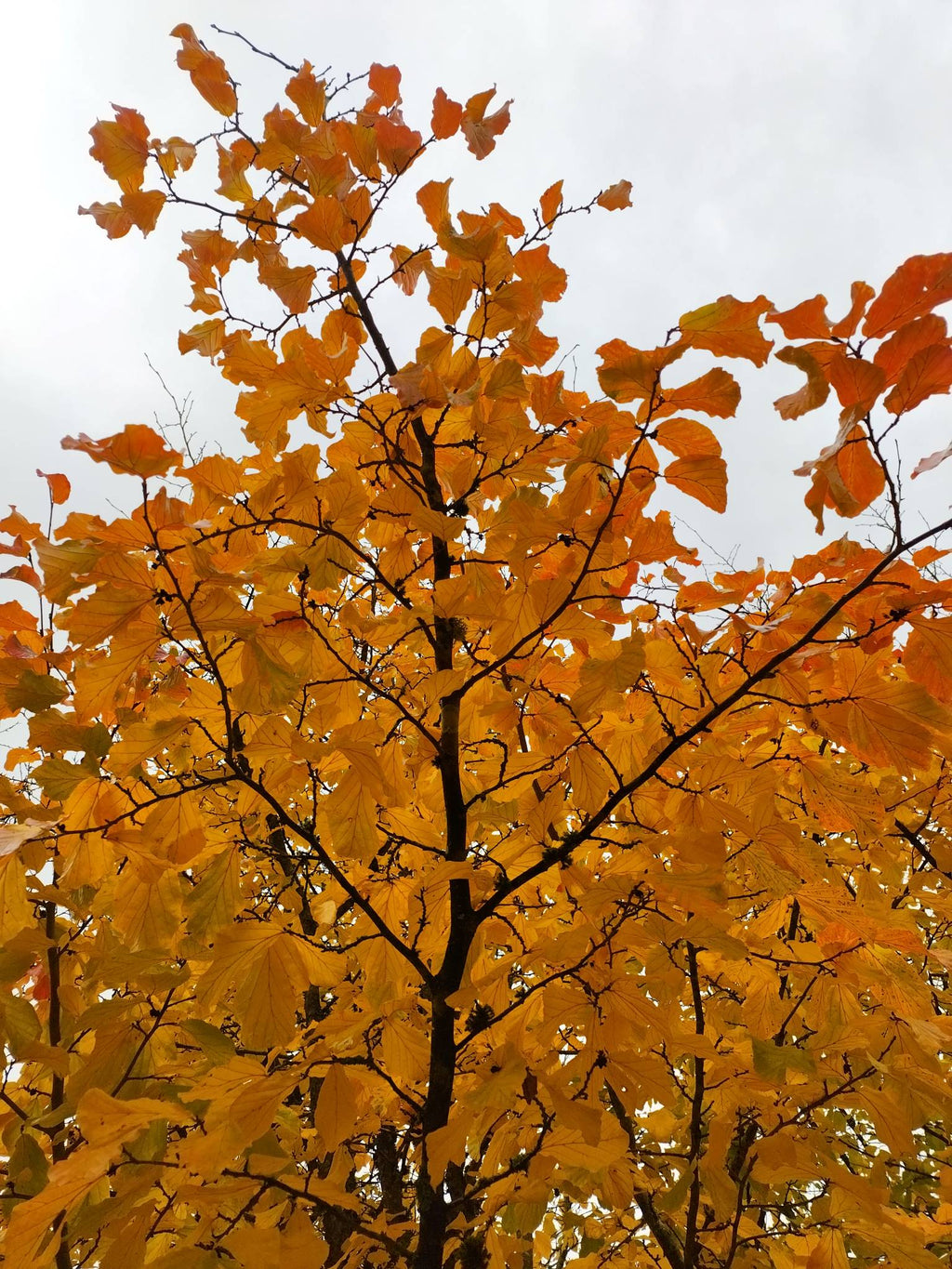 Parrotia persica