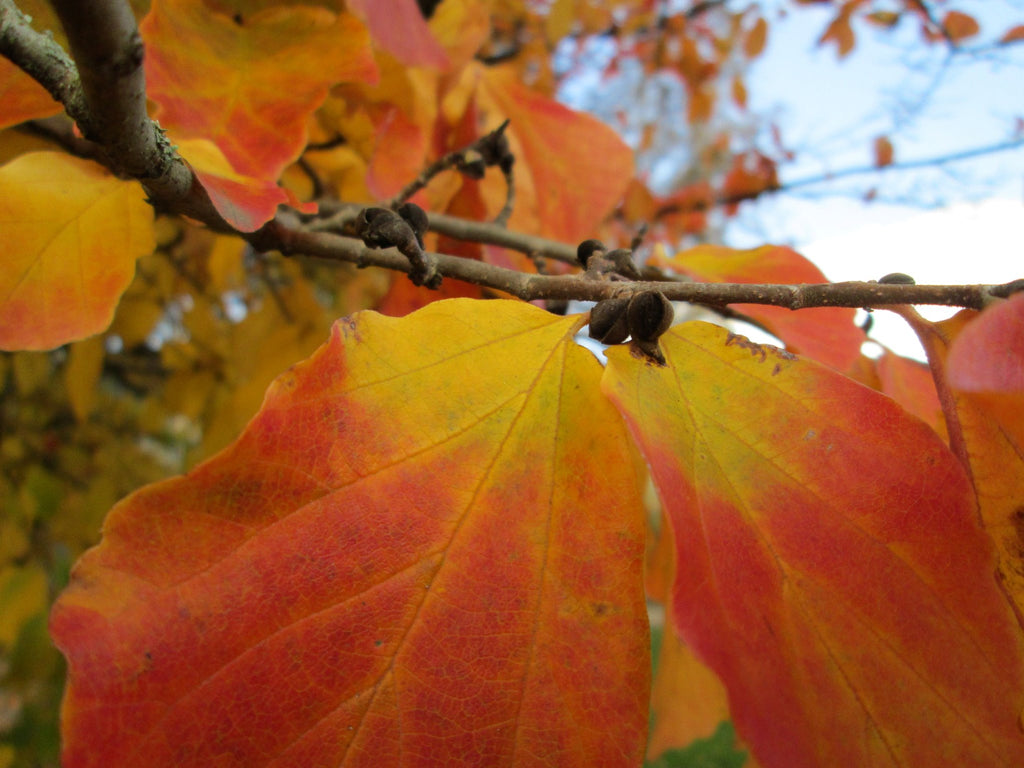Parrotia persica