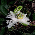 Passiflora incarnata 'Snowstar' BIO