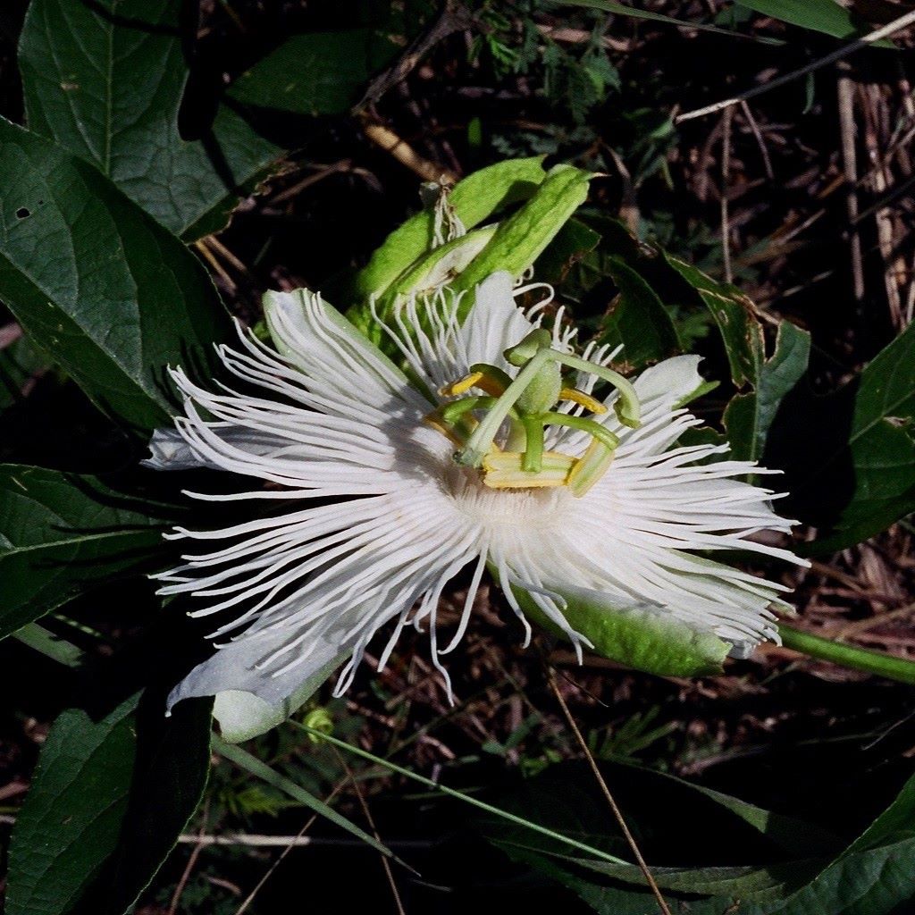 Passiflora incarnata 'Snowstar' BIO