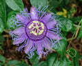 Passiflora incarnata 'Eia Popeia' BIO