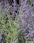Perovskia atriplicifolia BIO