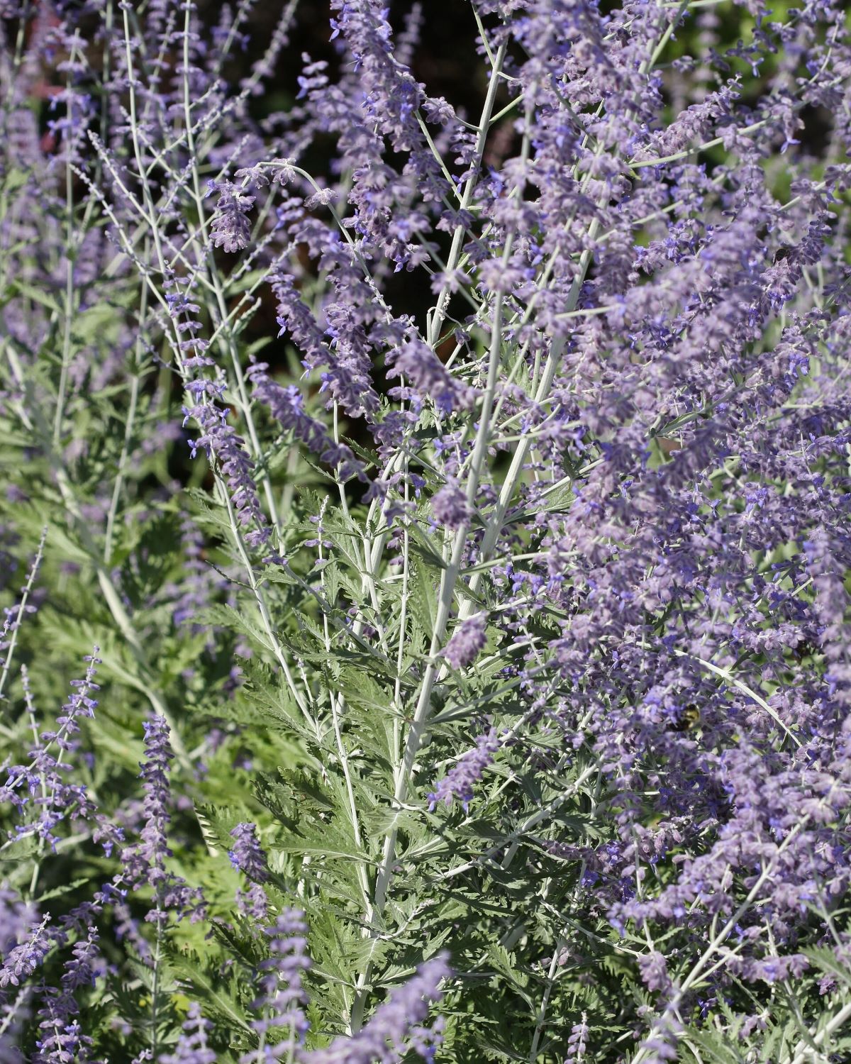 Perovskia atriplicifolia BIO