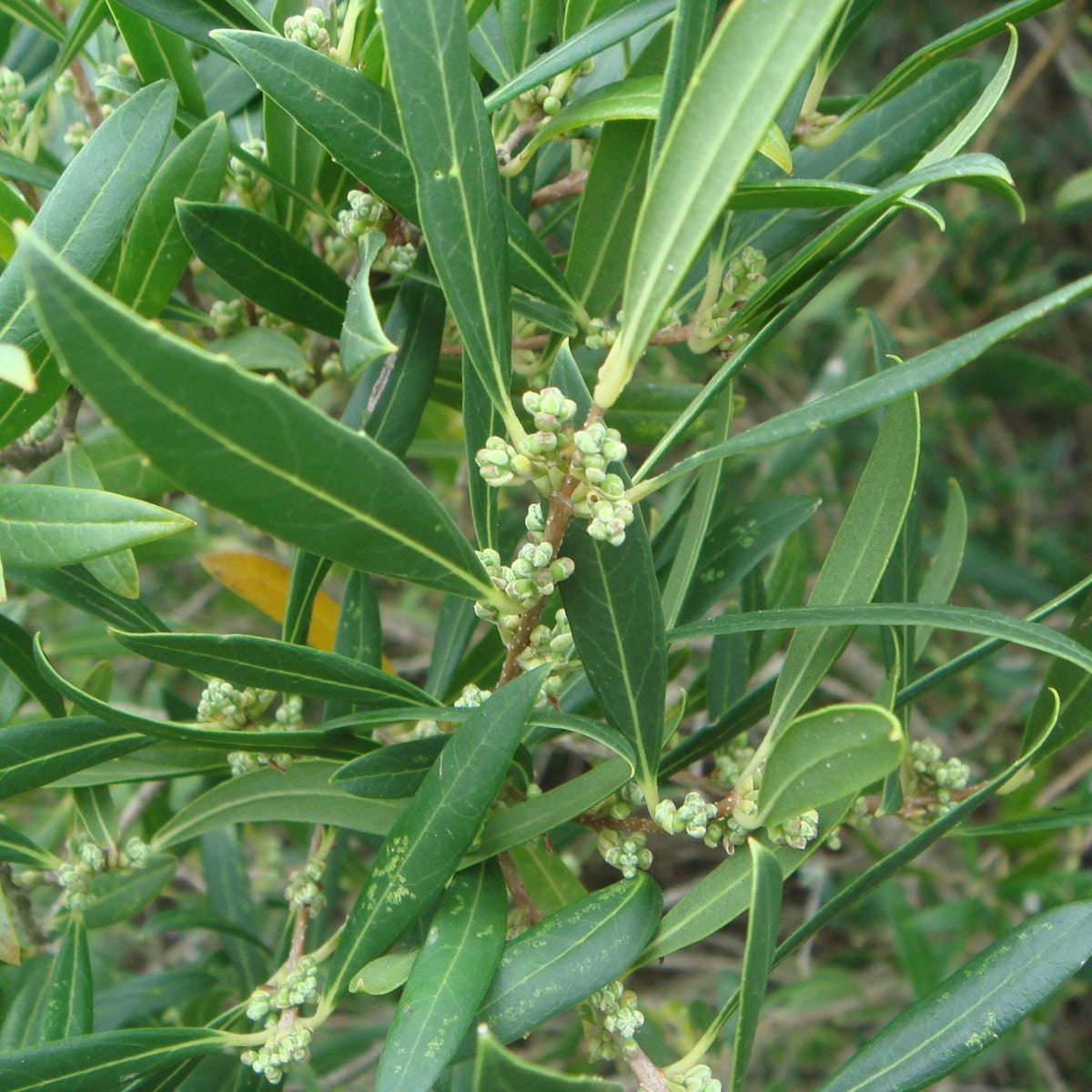 Phillyrea angustifolia