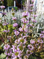 Phlomis tuberosa BIO
