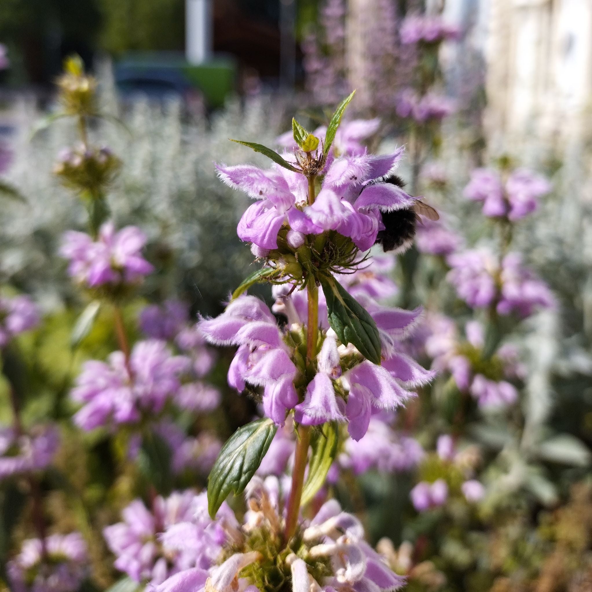 Phlomis tuberosa BIO