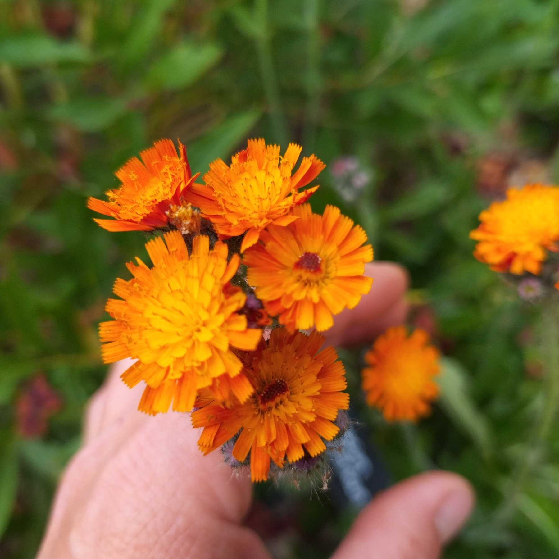 Pilosella aurantiaca BIO