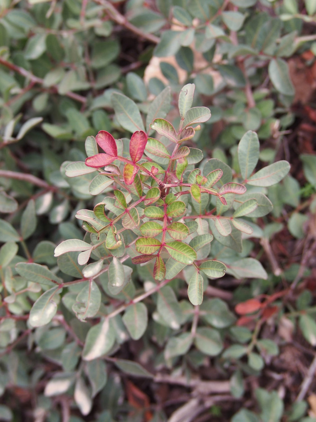 Pistacia lentiscus