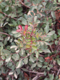 Pistacia lentiscus