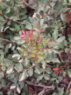 Pistacia lentiscus
