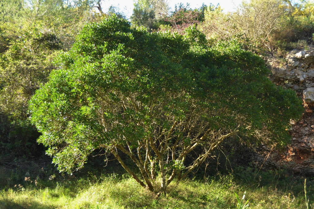 Pistacia lentiscus