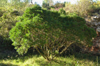 Pistacia lentiscus